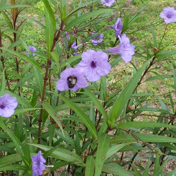 Meet your Posher - Picture 1 of 1